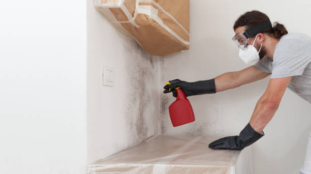 Professional Basement Mold Remediation technician working in Lowell, MA
