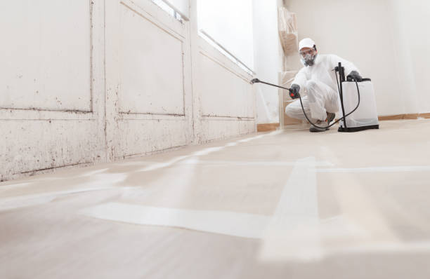 24/7 Emergency Basement Mold Remediation experts in Lowell, MA