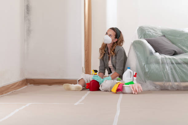 Trusted Basement Mold Remediation service in Lowell, MA - Cheap Mold Removal