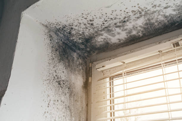 Trusted Mold Inspection service in Lowell, MA - Cheap Mold Removal